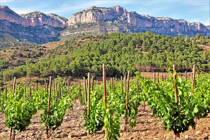 Vinyes a les Singles del Montsant, a la DO Montsant (Foto: Maria Rosa Ferré)